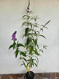 Buddleja