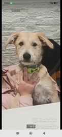 Cucciola incrocio spinone