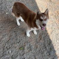 Siberian Husky con pedigree