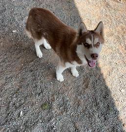 Siberian Husky con pedigree