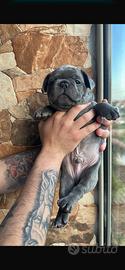 Bulldog francese