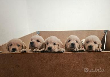 Cuccioli golden retriever