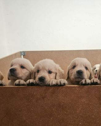 Cuccioli golden retriever