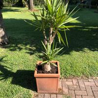 Tronchetto della felicità in vaso