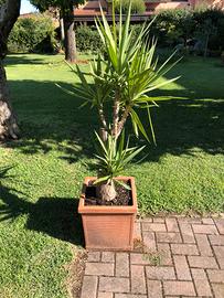 Tronchetto della felicità in vaso