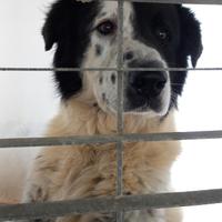 Bernard tg grande in adozione