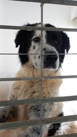 Bernard tg grande in adozione