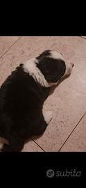 Cuccioli incrocio Border Collie