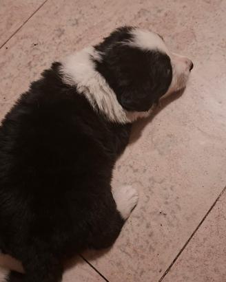 Cuccioli incrocio Border Collie