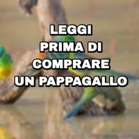 Pappagallo