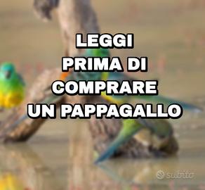 Pappagallo