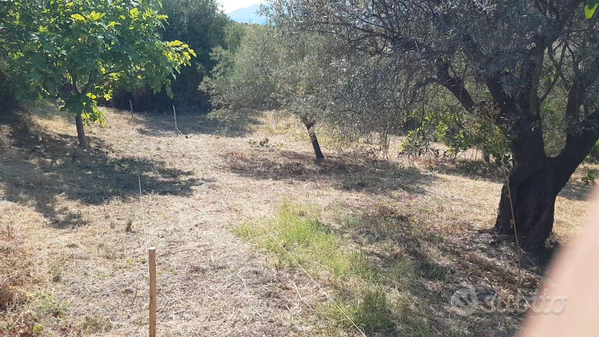 Terreno agricolo di 4000 mq a monasterace - Vista 5