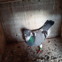 Piccioni da alto volo