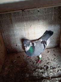 Piccioni da alto volo