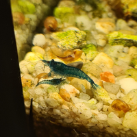 Gamberetti neocardine blue dream