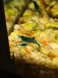 Gamberetti neocardine blue dream