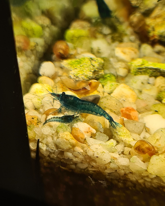 Gamberetti neocardine blue dream
