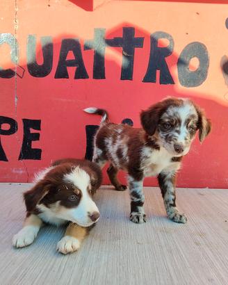 border collie