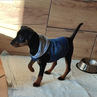 Maschietto nero e femminuccia marrone focato