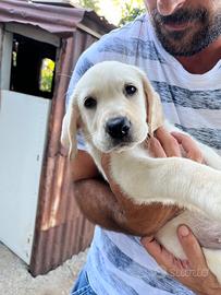 Cucciola di Labrador Retriver