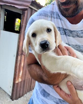 Cucciola di Labrador Retriver