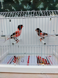 Canarini Arlecchino Portoghese