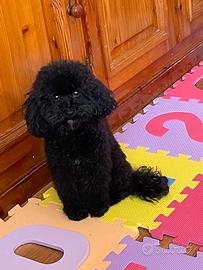 Barboncino toy