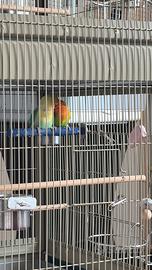 Inseparabili