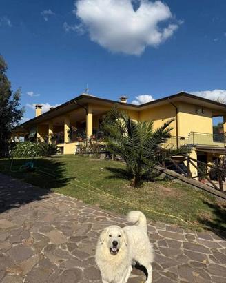 Villa di 307 m² con più di 5 locali e box auto dop