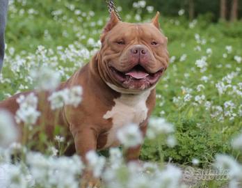 American bully pocket