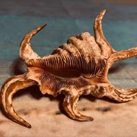 Conchiglia Lambis