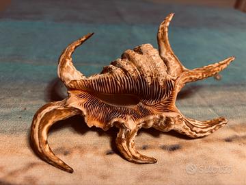 Conchiglia Lambis