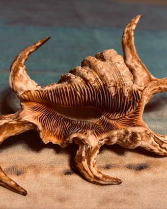 Conchiglia Lambis
