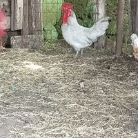 Galli nani e mezzani