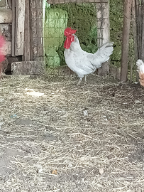 Galli nani e mezzani