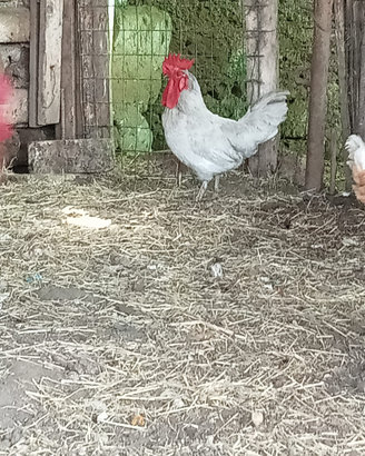 Galli nani e mezzani