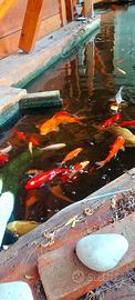 Carpe koi + attrezzatura