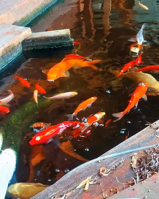 Carpe koi + attrezzatura