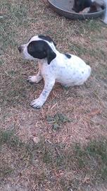 Cuccioli da tartufo