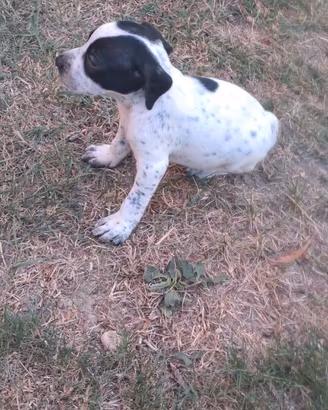 Cuccioli da tartufo