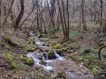 Boschi per vari utilizzi e diverse metrature