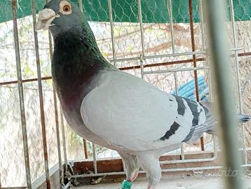 Piccioni