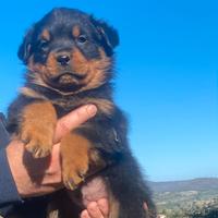 Cuccioli rottweiler