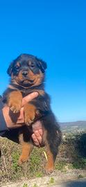 Cuccioli rottweiler