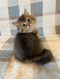 British longhair