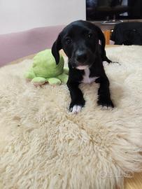 Cuccioli maschi