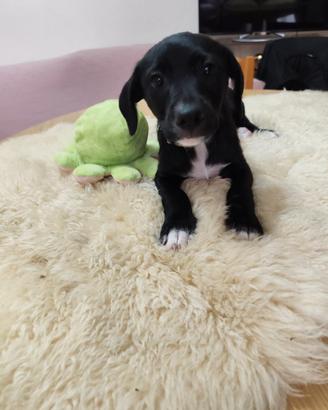 Cuccioli maschi