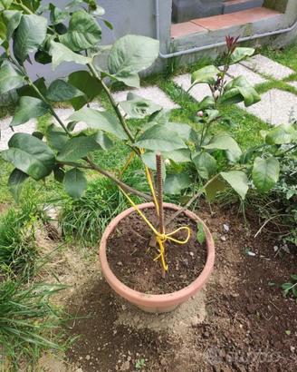 Pianta di limone in vaso