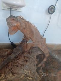 iguana rossa
