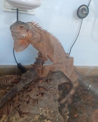 iguana rossa